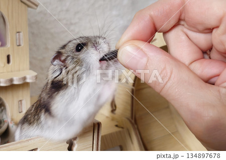 A person is feeding a hamster. The hamster is eating a piece of food 134897678