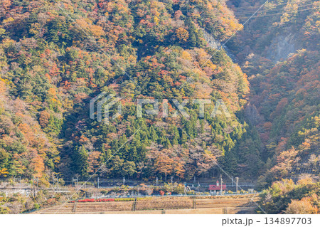 川根本町の長島ダム周辺の紅葉の風景(静岡県) 134897703