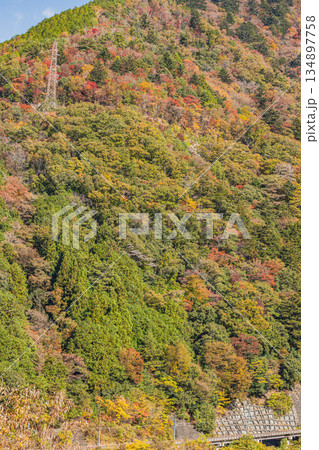 川根本町の長島ダム周辺の紅葉の風景(静岡県) 134897758