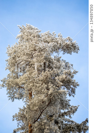 A frosty winter hike to Tomasovsky view, a stunning rock formation offering breathtaking vistas in Slovensky Raj National Park, Slovakia 134897850