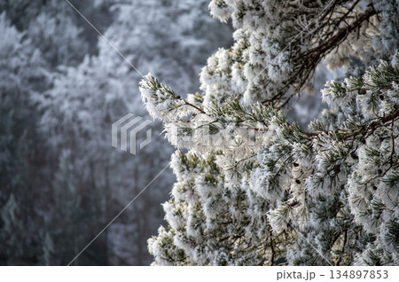 A frosty winter hike to Tomasovsky view, a stunning rock formation offering breathtaking vistas in Slovensky Raj National Park, Slovakia A frosty winter hike to Tomasovsky view, a stunning rock formation offering breathtaking vistas in Slovensky Raj National Park, Slovakia 134897853