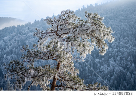 A frosty winter hike to Tomasovsky view, a stunning rock formation offering breathtaking vistas in Slovensky Raj National Park, Slovakia A frosty winter hike to Tomasovsky view, a stunning rock formation offering breathtaking vistas in Slovensky Raj National Park, Slovakia 134897858