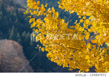 豊田市の三河湖の紅葉の風景(愛知県) 134897872