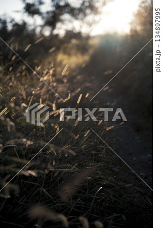 野原の夕景 河川敷 野原の夕景 河川敷 134897995