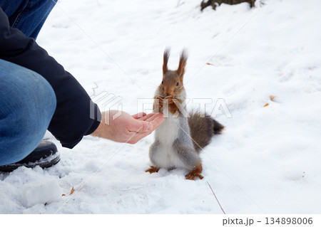 A squirrel stands on its hind legs in the snow. A person extends their hand with food towards the squirrel. 134898006