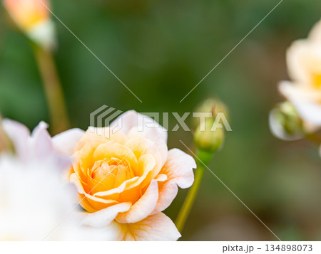 秋の美しい景色　カラフルに咲いた満開の秋バラ　白 134898073