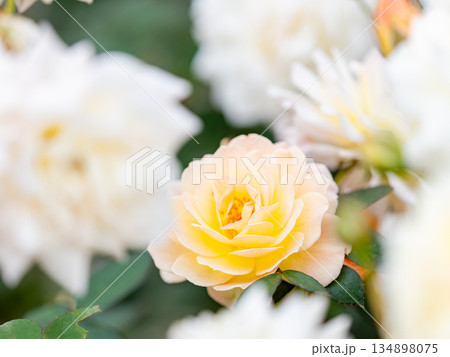 秋の美しい景色　カラフルに咲いた満開の秋バラ　白 134898075