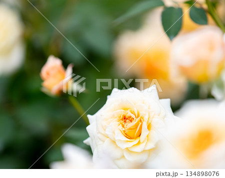 秋の美しい景色　カラフルに咲いた満開の秋バラ　白 134898076