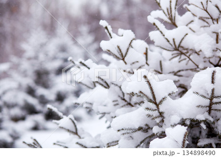 Snow blankets the branches of evergreen trees in a forest. The scene shows a winter landscape filled with fresh snow Snow blankets the branches of evergreen trees in a forest. The scene shows a winter landscape filled with fresh snow 134898490