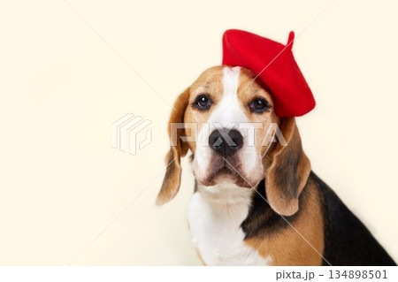 A beagle dog with a red beret sits still. The background is light. A beagle dog with a red beret sits still. The background is light. 134898501