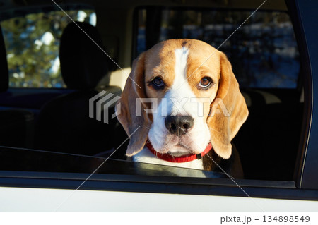 The dog travels by car. Cute beagle dog looks out of the car window 134898549