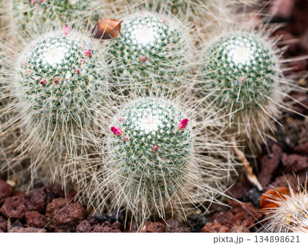 かわいい小さな花の咲いたサボテン 134898621
