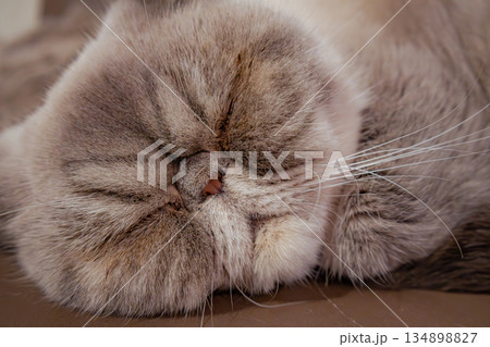 丸くなって眠る猫の顔アップ ふわふわの寝顔 134898827