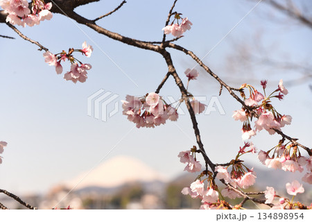 河津桜 134898954