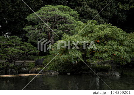 秋の旧古河庭園の風景 秋の旧古河庭園の風景 134899201