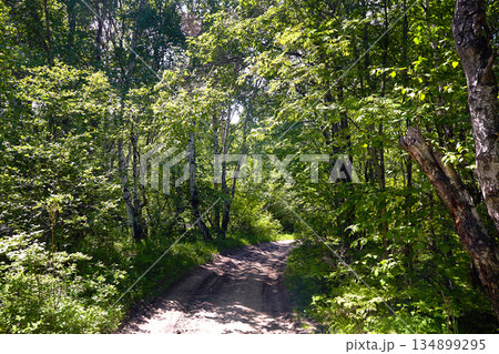Dense mixed forest on a summer day. A country road. 134899295