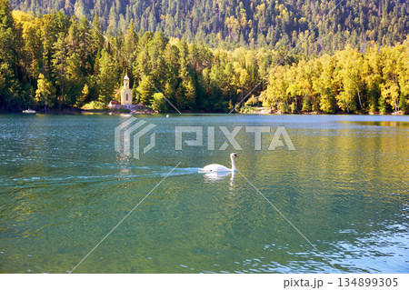 Beautiful autumn landscape. Swan swim in a lake 134899305