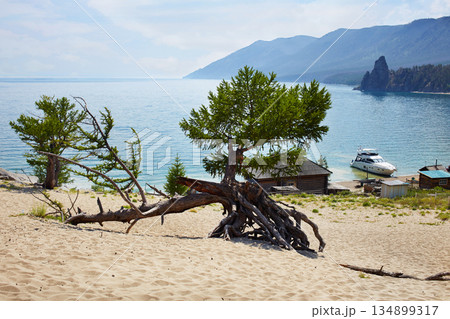 Sandy bay on the lake Baikal on sunny summer day. larch roots protruded from the sand. Walking tree. 134899317