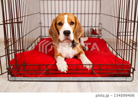 Cute beagle dog is lying in an iron cage for pets Cute beagle dog is lying in an iron cage for pets 134899406