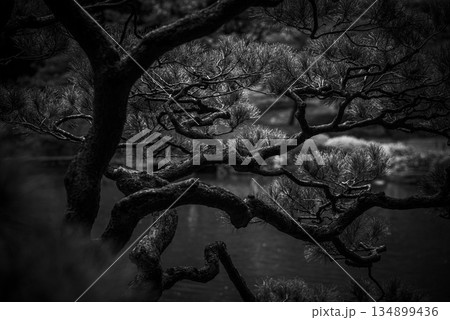 秋の旧古河庭園の風景 134899436