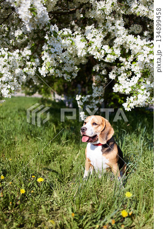 A beagle dog sits on the grass with dandelions in a sunny clearing under a blooming apple tree A beagle dog sits on the grass with dandelions in a sunny clearing under a blooming apple tree 134899458