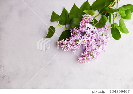 Lilac branch on a grey background. Spring background mock up, lilac flowers. Lilac branch on a grey background. Spring background mock up, lilac flowers. 134899467