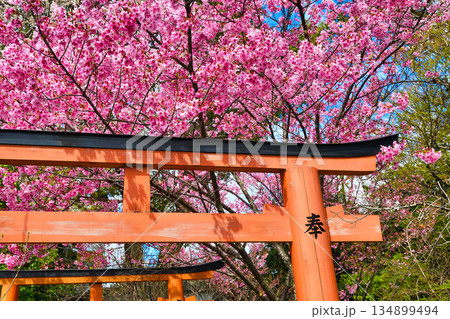京都　平野神社　美しい陽光桜（京都府京都市北区） 134899494