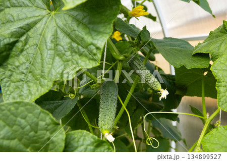 Green cucumbers grow in a greenhouse. Green cucumbers grow in a greenhouse. 134899527