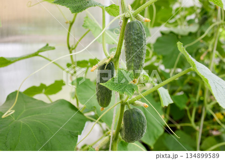 Green cucumbers grow in a greenhouse. Green cucumbers grow in a greenhouse. 134899589