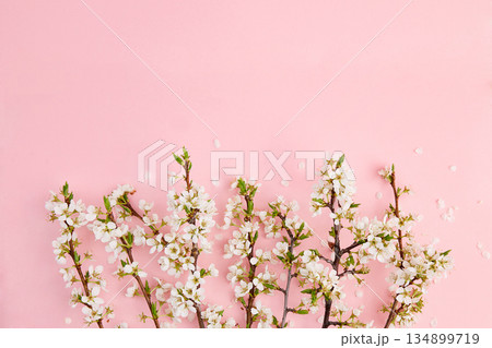 Blossoming plum branches on pink background. Flat lay. 134899719