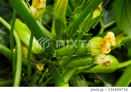 Young zucchini grows in the garden. Organic vegetable garden Young zucchini grows in the garden. Organic vegetable garden 134899738