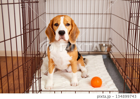 The beagle dog is sitting in a cage. 134899743