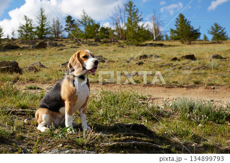 Beagle dog sits quietly in a clearing under a bright blue sky with fluffy white clouds. 134899793
