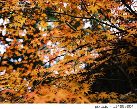 《奈良県》紅葉 《奈良県》紅葉 134899804