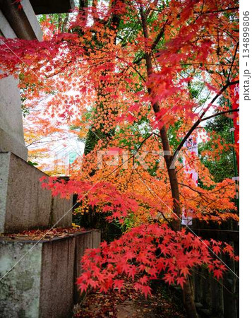 《奈良県》紅葉 《奈良県》紅葉 134899806