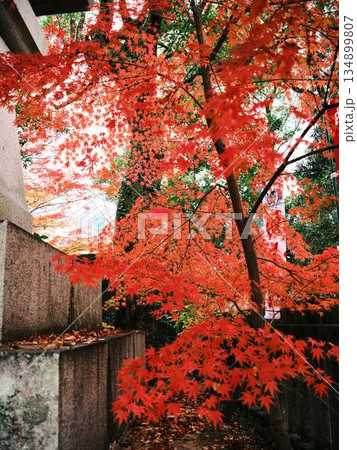 《奈良県》紅葉 《奈良県》紅葉 134899807
