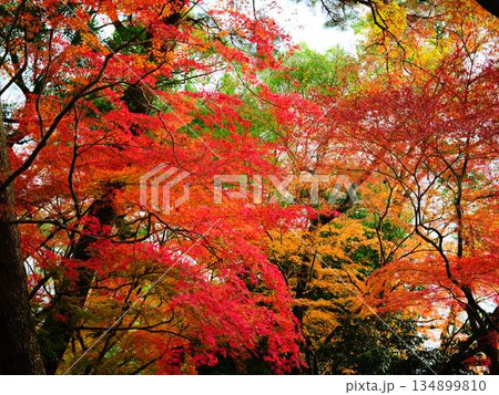 《奈良県》紅葉 《奈良県》紅葉 134899810