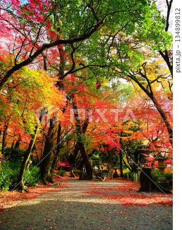 《奈良県》紅葉 《奈良県》紅葉 134899812