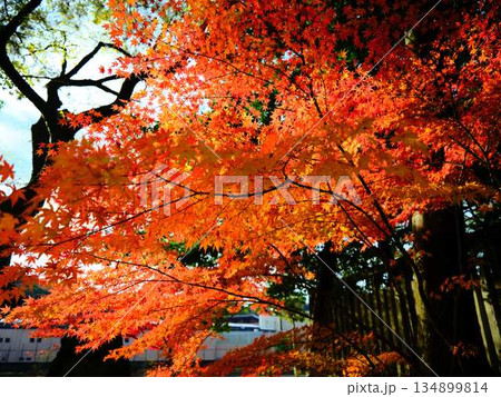 《奈良県》紅葉 《奈良県》紅葉 134899814