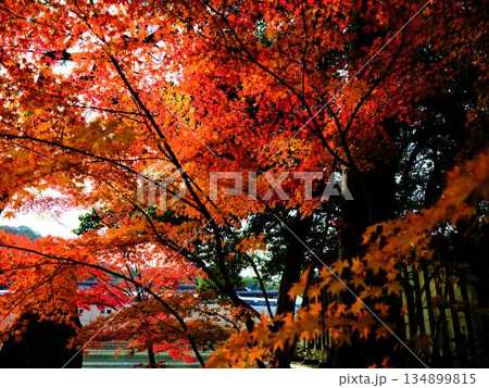 《奈良県》紅葉 《奈良県》紅葉 134899815