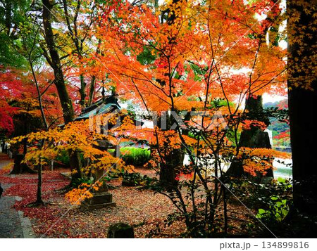 《奈良県》紅葉 134899816