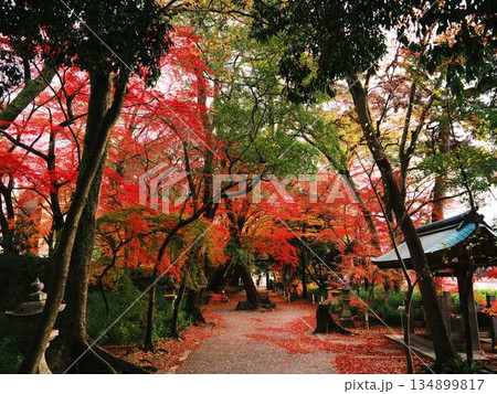 《奈良県》紅葉 《奈良県》紅葉 134899817