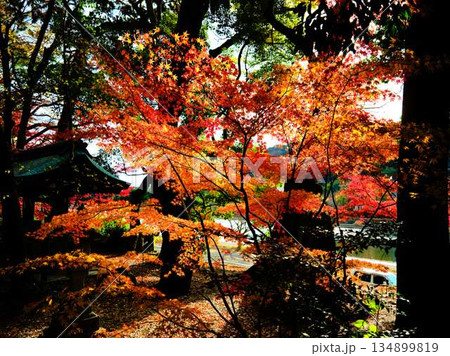 《奈良県》紅葉 《奈良県》紅葉 134899819