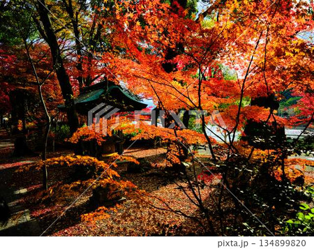 《奈良県》紅葉 《奈良県》紅葉 134899820