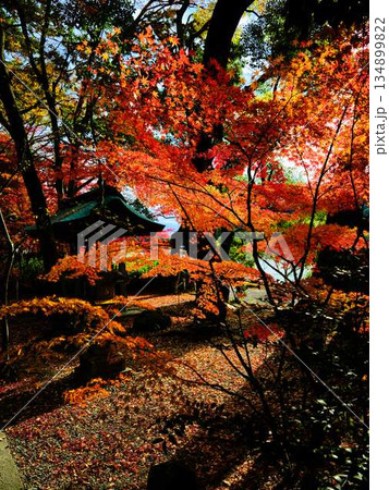 《奈良県》紅葉 《奈良県》紅葉 134899822