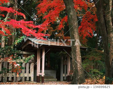 《奈良県》紅葉 《奈良県》紅葉 134899825