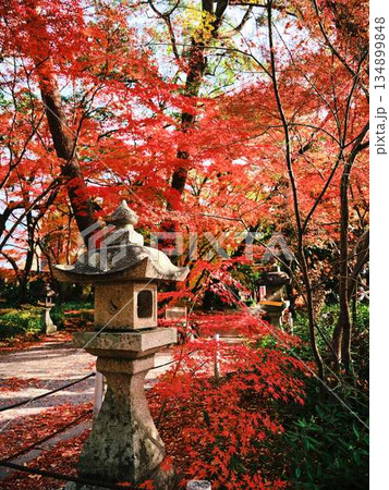 《奈良県》紅葉 《奈良県》紅葉 134899848