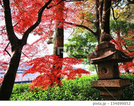 《奈良県》紅葉 134899852