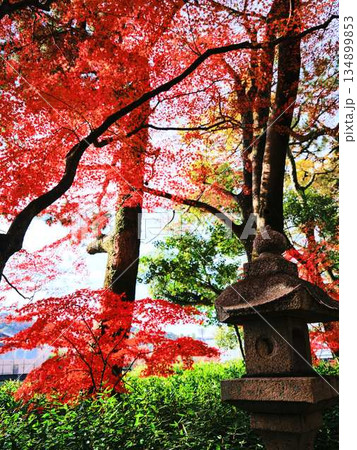 《奈良県》紅葉 134899853