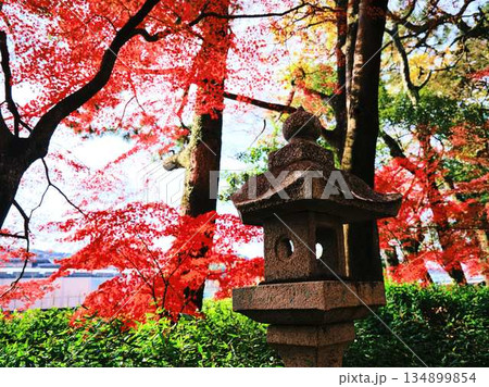 《奈良県》紅葉 134899854